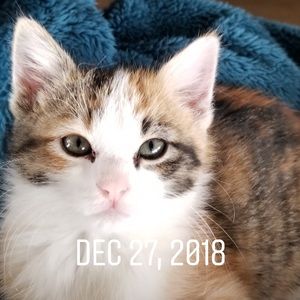 Meet your Posher, Lea ann